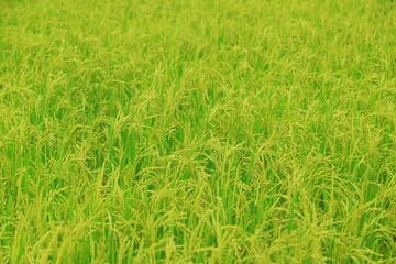 Rice field with rice panicle