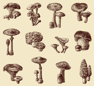 hand drawn mushrooms