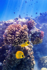 Obrazy na Szkle  Maska motyla na korale