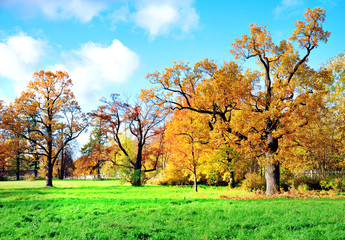 Fototapeta premium beautiful autumn