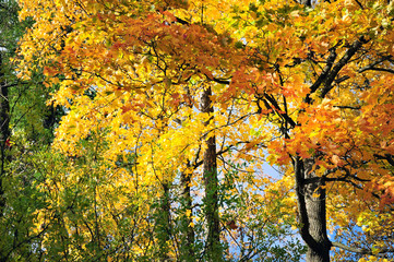beautiful autumn in the park