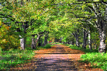 The road to the park early autumn