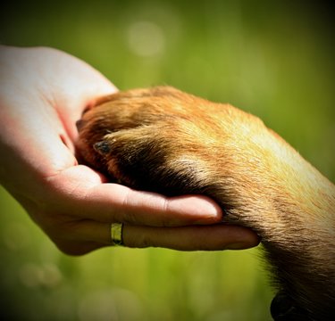Dog&acute;s paw and man&acute;s hand