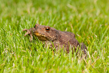 frog sitting on green grass