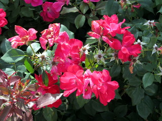 Red flowers closeup with green background