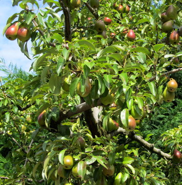Red pears on tree branches