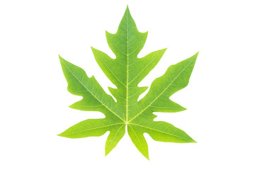 Leaf papaya isolated with clipping path