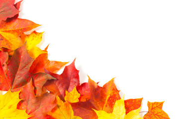 Beautiful autumn maple leaves