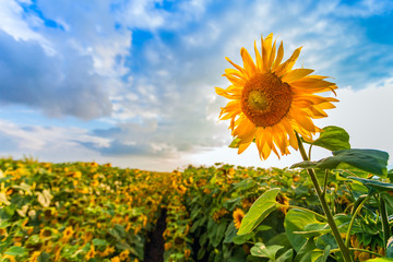 landscape with sunflower field over cloudy blue sky