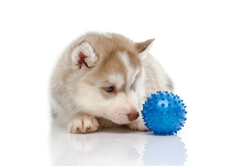 Siberian husky playing with a ball