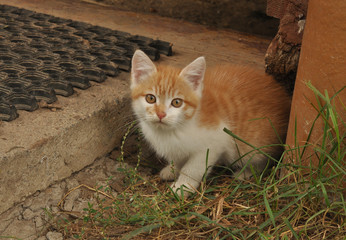 Red kitten
