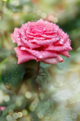 Pink rose in a garden in sunlight