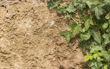 ivy on stone