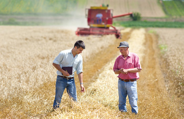 Business people on wheat field