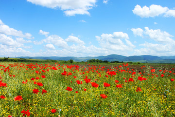 Fototapeta na wymiar Field with green grass, yellow flowers and red poppies
