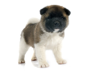 puppy american akita © cynoclub
