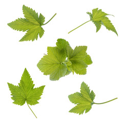 Currant leaf isolated. Collection