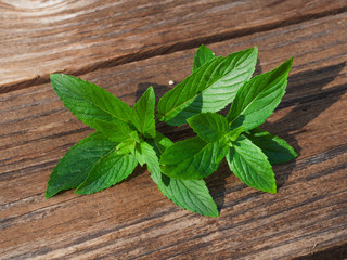 mint on rustic wooden background