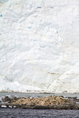 Antarctica - Colony Of Penguins In Natural Habitat