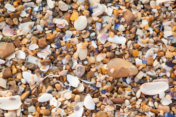 sea shells background