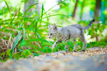 Close-up of a street cat