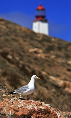 Seagulls in land in the island Berlenga, Portugal.