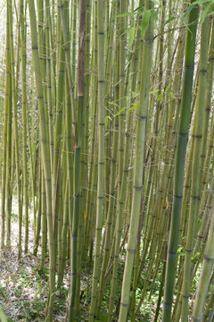 Tall Bamboo Stalks