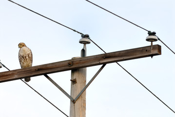 Red-tailed Hawk(Buteo jamaicensis) perched on a telegraph pole