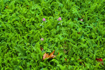Fresh Growth Green Grass in Sunny Day