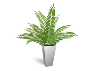 Ornamental plant. Fern in a pot. On a white background.