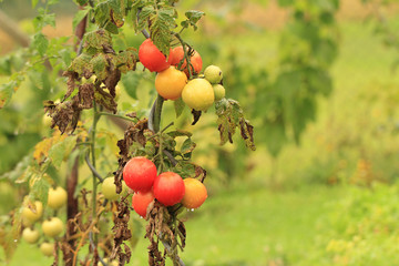 wet tomatoes growing in garden