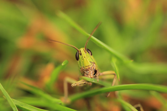 grasshoper macro