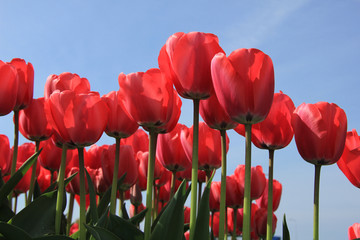 Fototapeta premium Pink tulips