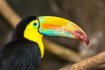 Keel-billed Toucan