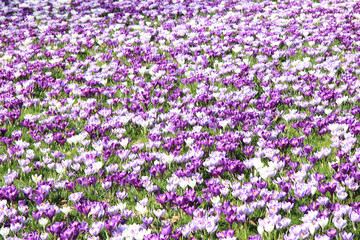 Crocuses on a field