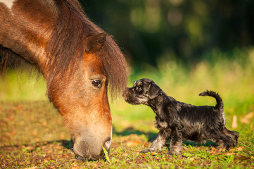 Miniature schnauzer puppy with little shetland pony © Rita Kochmarjova