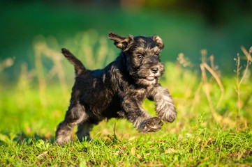 Miniature schnauzer puppy running © Rita Kochmarjova