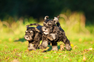 Miniature schnauzer puppies running