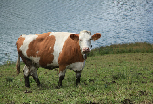 vaca