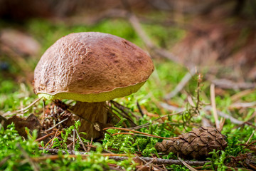 Boletus with cone at sunset
