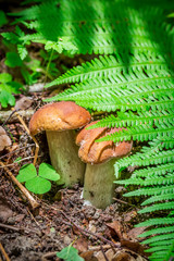 Two small boletus under the fern