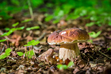 Boletus mushrooms in oak forest