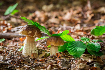 Two boletus mushrooms in oak forest