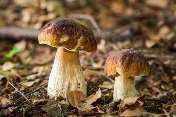 Two boletus mushrooms in deciduous forest