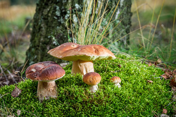 Several boletus mushroom on moss in forest