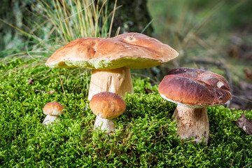 Boletus mushroom on moss in the forest