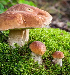 Wild noble mushrooms in forest