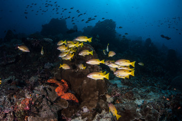 Naklejka na ściany i meble Reef Fish on Deep Reef