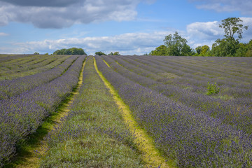 Fototapeta na wymiar Lavender field in a semi-cloudy day