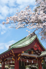 Fototapeta premium 上野の桜